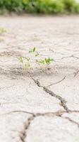 Resilient Green Sprouts Emerge from Parched, Cracked Earth photo