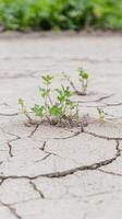 Resilient Green Sprout Thriving in Arid, Cracked Earth photo