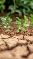 Young Green Plants Defy Drought Hopeful Growth in Parched, Cracked Soil, Symbolizing Resilience and Environmental Renewal photo