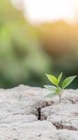 A vibrant green seedling emerges from parched, cracked earth, a powerful symbol of resilience and new life amidst environmental adversity. photo