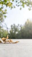 Golden Autumn Leaves Resting on Textured Ground A Serene Close-up of Nature's Seasonal Transition and Tranquil Beauty in Soft Sunlight photo