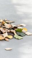 Autumn's Embrace A Serene Tapestry of Fallen Leaves on a Paved Path, Capturing the Quiet Beauty of Seasonal Transition and Earth's Natural Palette. photo