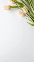 Elegant Pastel Tulips on Crisp White Background photo