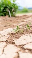 Resilient green sprouts push through dry, cracked earth, a powerful symbol of life's endurance and environmental hope amidst drought and challenging natural conditions. photo
