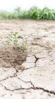 Vibrant Green Shoots Defy Arid Conditions New Life Emerges from Dry, Cracked Earth, a Symbol of Nature's Resilience and Hope in Challenging Environments photo
