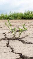 Resilient Green Plant Thriving in Cracked Dry Earth A Symbol of Hope and Survival Amidst Environmental Challenges and Drought Conditions photo