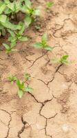 Vibrant green plant sprouts emerge from dry, cracked earth, symbolizing resilience and new life amidst challenging environmental conditions. photo