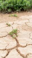 Vibrant Green Life Pushes Through Dry, Cracked Earth, Symbolizing Resilience and Hope in a Parched Landscape Amidst Environmental Challenges photo
