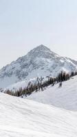 Majestic snow-covered mountain peak rising above pristine white ski slopes and a line of evergreen trees under a clear winter sky, capturing the serene beauty of an alpine landscape. photo