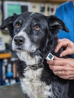 Veterinarian Implants Microchip in Dogs Neck With Blurred Veterinary Tools in Background at Animal Clinic photo