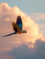 Macaw Soaring Gracefully Across a Vibrant Sunset Sky Filled With Soft Clouds photo