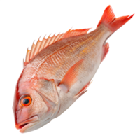 Whole red snapper fish with orange fins isolated on transparent background png