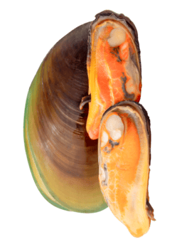 Tres cocido mejillones en carne y cáscara en pila aislado con recorte camino en archivo formato png