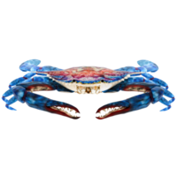 Render blue crab claw open with transparent background png