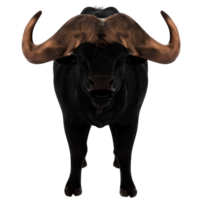 Render buffalo animal horn power strength with transparent background png