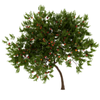 3d render peach tree with fruits with transparent background png