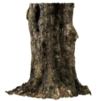 3d render old tree trunk bark with transparent background png