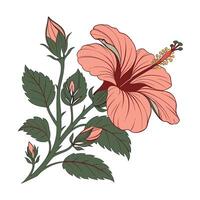 Coral hibiscus flower with buds green leaves pink bloom vector