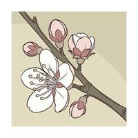 Delicate pink cherry blossom branch with buds open flower vector