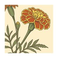 Orange yellow marigold flower with green leaves buds botanical floral vector