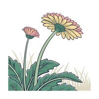 Gerbera daisy illustration vector