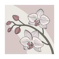 Delicate pink orchid flowers buds on a branch against a muted vector