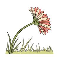 Pink yellow gerbera daisy flower with green stem grass vector