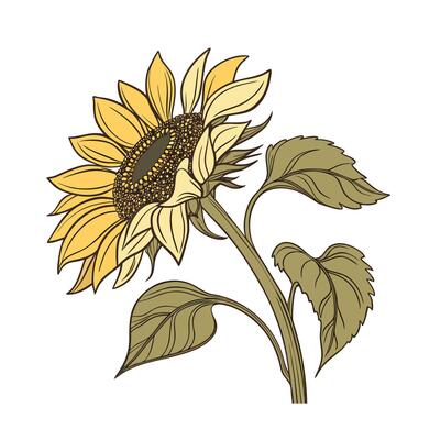 Yellow sunflower with green leaves brown outline on