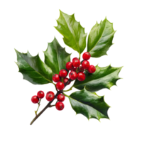 Christmas holly branch with red berries isolated on transparent background png