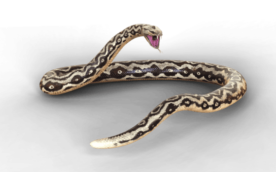 uma mortal olhar fixamente e aberto mandíbulas, a Pitão prepara para defender. png