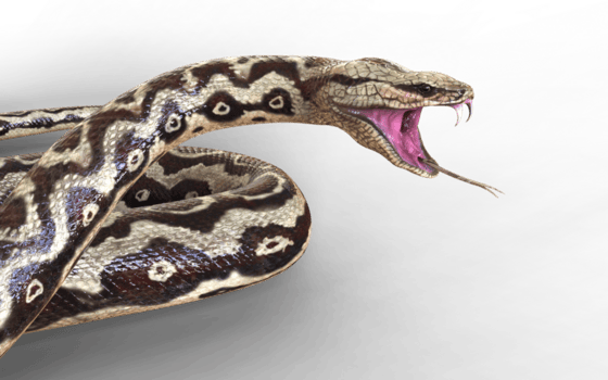 Pitão desencadeia uma Atenção silvo dentro impressionante defensiva postura. png