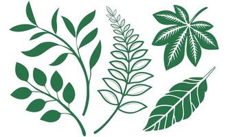 Botanical Leaf Set, Green Plant Illustration Collection vector