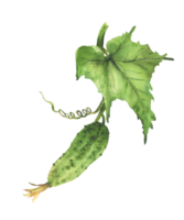 Watercolor Cucumber plant with green leaf and curling tendril and buds hanging on vine. Hand drawn realistic botanical illustration of growing vegetable for farming, garden. Isolated from background png