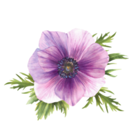Anemone watercolor purple blue flower with green leaves. pink and blue soft bud floral clipart. Isolated from background illustration. Realistic painted sketch for greeting card, packaging design png