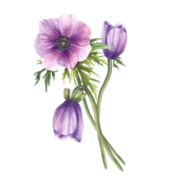 Anemone purple flowers bouquet with pink blue realistic buds and green leaves. Bunch of flower for invitations, greeting card. Hand drawn realistic watercolor illustration on isolated background png