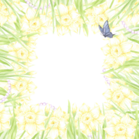 Hand drawn watercolor daffodil with green leaves butterfly and pearl frame border isolated on no background. Can be used for postcard, invitation, scrapbook and other printed products png