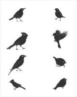 Fantasy Birds Pack Mythical and Abstract Designs. vector