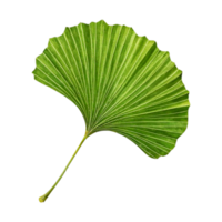 Vibrant green fan palm leaf with distinct pleats and veins. png