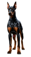 a doberman dog standing on a transparent background png
