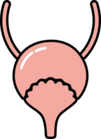 Human Bladder Icon Illustration png