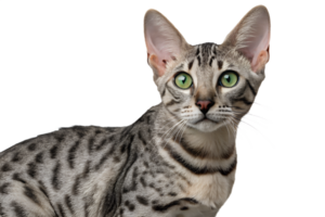 Egyptian mau cat isolated, natural leopard-like spots and striking green eyes, ancient breed portrait png