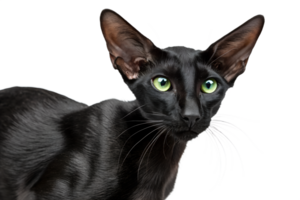 Elegant black oriental shorthair cat with piercing green eyes, angular face and glossy coat isolated png