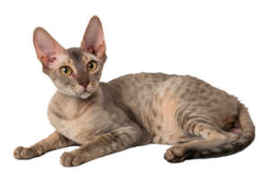 Close-up of cornish rex cat's wrinkled coat texture, soft waves visible in studio lighting png