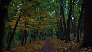 Magical Forest Path at Night with Fireflies and Changing Seasons Mystical Nature Footage video
