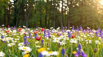 Serene Spring Meadow with Wildflowers, Birds, and Sunlight Vibrant Nature Footage video