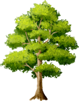 Tree garden Watercolor Illustration png