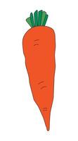 Beautiful carrot isolated on white background vector