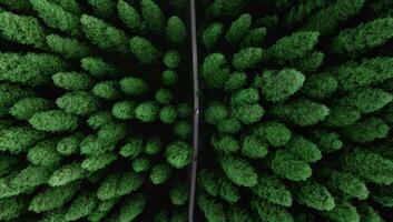 Aerial View of Symmetrical Green Forest with Path photo