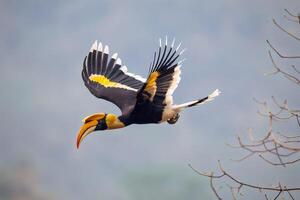 Great Hornbill in Flight over Misty Forest photo