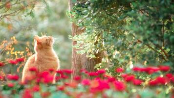 Orange Cat Amidst Red Flowers in a Sunny Garden photo